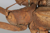 CollectionObject 1505791; b3801d44-1fe5-4103-9de9-dc2106ee58e1: female, lateral view (syntype). (CollectionObject).