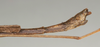 CollectionObject 1562069; NMW 989, 8eb7c6bf-bf53-4007-bc7b-9ab11723f4d4: copyright NMW, Vienna. male: end of abdomen, lateral view of Paradiacantha aeneicollis (holotype). (CollectionObject).