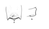 Neopedies digitatus Ronderos, 1991: Fig. I. female subgenital plate. (Otu).