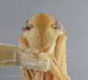 Head: !! display not done !! on Chlorotettix melanotus DeLong, 1916: Head/Face. (Observation).