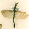 CollectionObject 1561304; 393416d3-6cfa-4c8c-a10f-381cee7e7abb: copyright RMNH, Leiden. male of synonym Presbistus ridleyi (lectotype). (CollectionObject).
