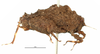 CollectionObject 1567874; 9bf6f13e-a7b6-4cc9-9b75-c3fc01fecccc: female, lateral view (no type). (CollectionObject).