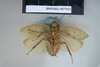CollectionObject 1552804; NHMUK(SF IMPORT DUPLICATE) BMNH(E) 877031, f87be79f-4577-43fa-8a17-bd9e8d7e2017: Copyright NHM, London. Holotype male of Epilampra pustulata, ventral view. (CollectionObject).