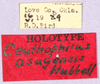 CollectionObject 1499240; d192b247-6699-4a6e-a92a-e487759a5751: labels (holotype). (CollectionObject).