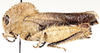 Bocagella lanuginosa Bolívar, 1889: lateral view. (Otu).
