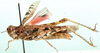 Acrotylus hottentotus Saussure, 1884: female, lateral view. (Otu).