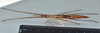CollectionObject 1559915; 69f249c1-6a19-4cfc-9601-d21466f11b2b: copyright MNHN, Paris. female, ventral view (paratype). (CollectionObject).