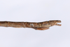 CollectionObject 1563615; 00ecc9e6-e4ea-436c-a95c-69f08a1e5b08: copyright ANSP. male of synonym Acacus parvulus: end of abdomen, lateral view (syntype). (CollectionObject).