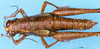 CollectionObject 1575539; 11078090-8a17-4865-9758-968a61ebd8c8, DORSA D006AF02: female, dorsal view (syntype). (CollectionObject).