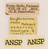 CollectionObject 1585739; ecb20c94-79bf-40de-81f4-da8ad6265605: labels (allotype). (CollectionObject).