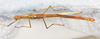 CollectionObject 1557510; ed9a1bd7-9c22-4906-add0-e9aa3b3aa129: copyright NMW, Vienna. male, ventral view (lectotype). (CollectionObject).