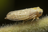 Live specimen on Oncopsis deluda Hamilton, 1983: (Observation).