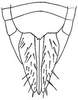 Ovipositor on Flexamia sandersi (Osborn, 1907): female pygofer, ventrally. (Observation).