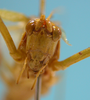 CollectionObject 1542724; DEES MZLQ-I0092, 31d74b38-6fce-4683-b1cc-1fa665bd279d: male, face frontal view (syntype of Ctenophorema balneare). (CollectionObject).