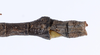 CollectionObject 1561593; f8adc9d0-e098-44fe-a45a-ad51d073dc55: copyright ZMUH, Hamburg. male: end of abdomen, dorsal view (holotype). (CollectionObject).