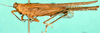 CollectionObject 1505105; d3160209-700d-4ba0-9420-4ef77608503c, DORSA D026XM01: male, lateral view (syntype). (CollectionObject).