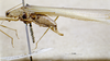 CollectionObject 1532858; NMW 3226063, c3d6709e-5305-4335-a91b-ec2eef57c736: male, lateral view. (CollectionObject).