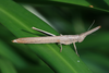 FieldOccurrence 162; 7a414a33-a875-48a3-9a0e-30099cb52256; Kazimzumbwi forest reserve near Kisarawe, 2015/11/??: female, lateral view. (FieldOccurrence).