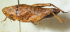 CollectionObject 1498698; e635f42f-e230-4b9e-b777-9f05fe07814c: female, lateral view. (CollectionObject).