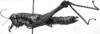 CollectionObject 1532918; c14cef56-0a9a-417e-b5f9-e83b0900c4ee: Image Carbonell, C.S. female, lateral view (syntype or paralectotype). (CollectionObject).