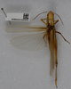 CollectionObject 1577859; f1d1d431-1bd2-41d9-b68d-9d7ab3cb6339: female, dorsal view (paratype). (CollectionObject).