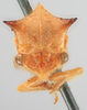 Head: (Observation).