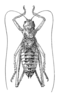 Fig. 186. male, dorsal view. Depicts Amphiestris baetica (Rambur, 1838), an Otu.