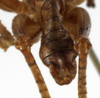 CollectionObject 1529604; 8e7a18f8-de4b-430b-9ae8-31db43098ddd: male cerci (syntype of Anthracites kilimandjaricus). (CollectionObject).