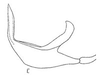 Aedeagus, lateral view: Aedeagus, lateral view. (Observation).