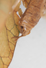 CollectionObject 1505723; 27ffbcd4-93cb-4900-9837-2677ce18f56c: male, dorsal view (syntype). (CollectionObject).