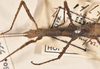 CollectionObject 1559808; 8ce20cec-1e71-4d3a-950d-252cb855b0d4: copyright OUMNH. female: head & thorax, dorsal view of Phasma (Acanthoderus) semiarmata (holotype). (CollectionObject).
