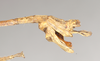 CollectionObject 1560887; NHMUK(SF IMPORT DUPLICATE) 845169, 41802941-4b62-4127-8252-8f41092590da: (CollectionObject).