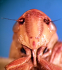 Head on Carnoseta colomella (DeLong, 1981): Male paratype [OSU]: head, ventral view. (Observation).