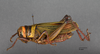 CollectionObject 1523924; 5615e8e8-05d6-4831-8a47-720e8e3625ef: female, lateral view (holotype of Xestotrachelus hasemani). (CollectionObject).