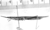 CollectionObject 1524423; 7cc3fd0b-2f4b-4df8-9972-19ca4c681a8c: male, lateral view (lectotype of Leptysmina tenuipennis). (CollectionObject).
