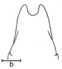 Schistocerca alutacea (Harris, 1841): Fig. 5 (b = 1 mm). male subgenital plate. (Otu).