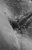 Head: !! display not done !! on Clorindaia hecaloides Linnavuori, 1975: SEM image, detail of face, antennal base, fine erect seta on gena. (Observation).