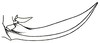 Axylus taylori (Hebard, 1922): Pl. XVIII, Fig. 5 (type). ovipositor (17.7 mm, width mesad 2.9 mm). (Otu).