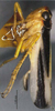 Habitus, lateral view: !! display not done !! on Evacanthus bimaculatus Li & Wang, 2002: (Observation).