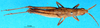 CollectionObject 1501812; f96400eb-c3f1-4ca4-949f-7ea48c87102f: female, dorsal view (paratype). (CollectionObject).