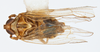 Habitus, dorsal view on Opiconsiva anacharsis (Fennah, 1969): (Observation).