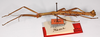 CollectionObject 1562383; bb24c673-e74e-40ee-93c7-fcfeacd4cacc: copyright ZMB, Berlin. male, lateral view (syntype). (CollectionObject).;CollectionObject 1562384; d3ae3f62-92cf-49f3-89af-34838899ffec: copyright ZMB, Berlin. male, lateral view (syntype). (CollectionObject).