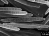 Brochosomes: !! display not done !! on Homalodisca lucernaria (Linnaeus, 1758): HD175 | Venezuela, Miranda, Presa el [Tauzpo?], 100 m., 10-V-1975, J. Salcedo, R. E. Dietz | USNM on loan from MIZA. (Observation).