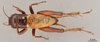 CollectionObject 2804317; de57f7c0-47a5-40fc-be2f-65f1afed3019, FCE- GY 78, occurrenceID:- GY 78: URUGUAY-Florida, Casupá, 16-I-1955, C.S. Carbonell. Male, dorsal habitus. Facultad de Ciencias - UDELAR (FCE - GY 078). (CollectionObject).