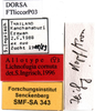 CollectionObject 1589084; fceee817-29be-48e1-923f-d37874f72c74: labels (allotype). (CollectionObject).