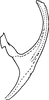 Aedeagus, lateral view on Cubnara Dworakowska, 1979: Aedeagus (C. gemmata Dist.), lateral view. (Observation).