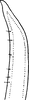 Stylus: !! display not done !! on Macropsis (Macropsis) ocellata Provancher, 1872: Stylus (M. albae). (Observation).