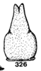 Subgenital plate: !! display not done !! on Stictocephala lutea (Walker, 1851): (Observation).