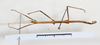 CollectionObject 1561480; 75e3de03-9f05-4be1-b4c7-e8a173e8faf7: copyright MHNG Geneva. male, dorsal view (syntype). (CollectionObject).