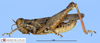 CollectionObject 1513132; 10433765-84d1-47cc-8ed2-23988d5f7767, MLP3378/1: male, lateral view (holotype). (CollectionObject).